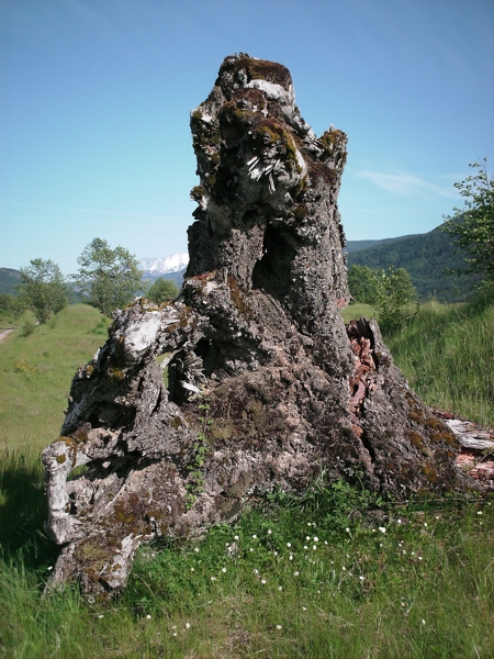 Toutle, May 2009. Photographer: Geoffrey Stewart Morrison